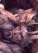 Image for A Little Chat Art Card (12) (ASSNC) - Magic: The Gathering